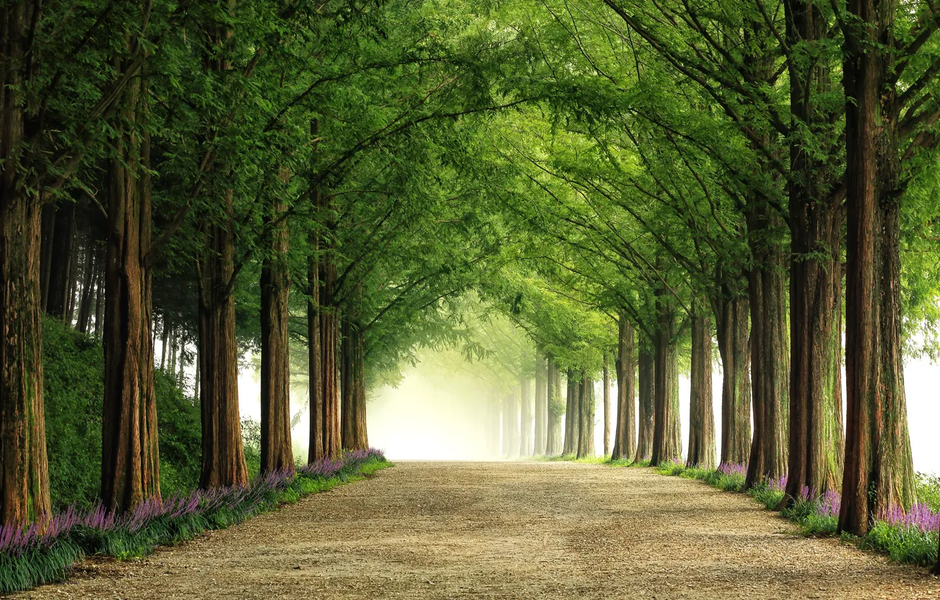 Photo wallpaper road, trees, flowers, nature, alley