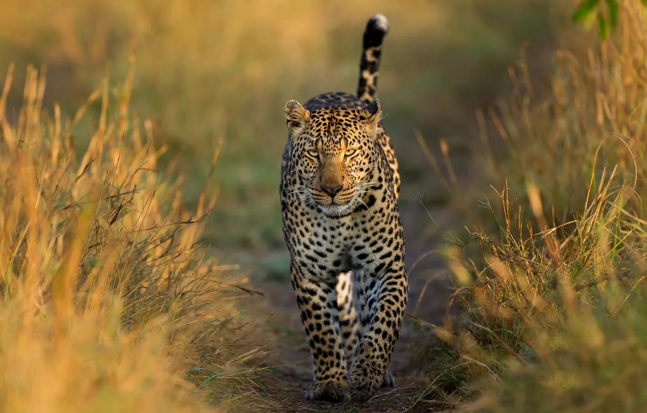 Photo wallpaper leopard, walk, grass