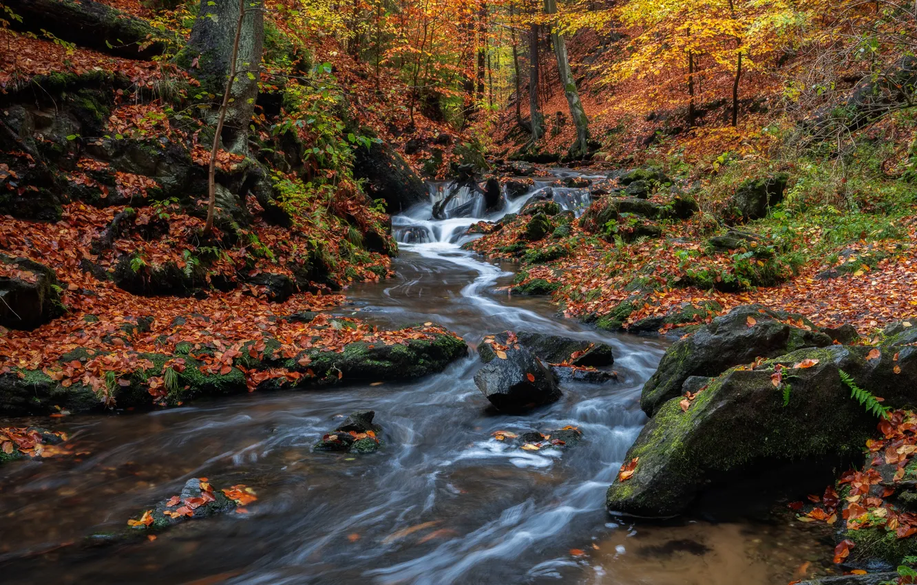 Photo wallpaper autumn, forest, stream, stones, waterfall, Germany, river, cascade
