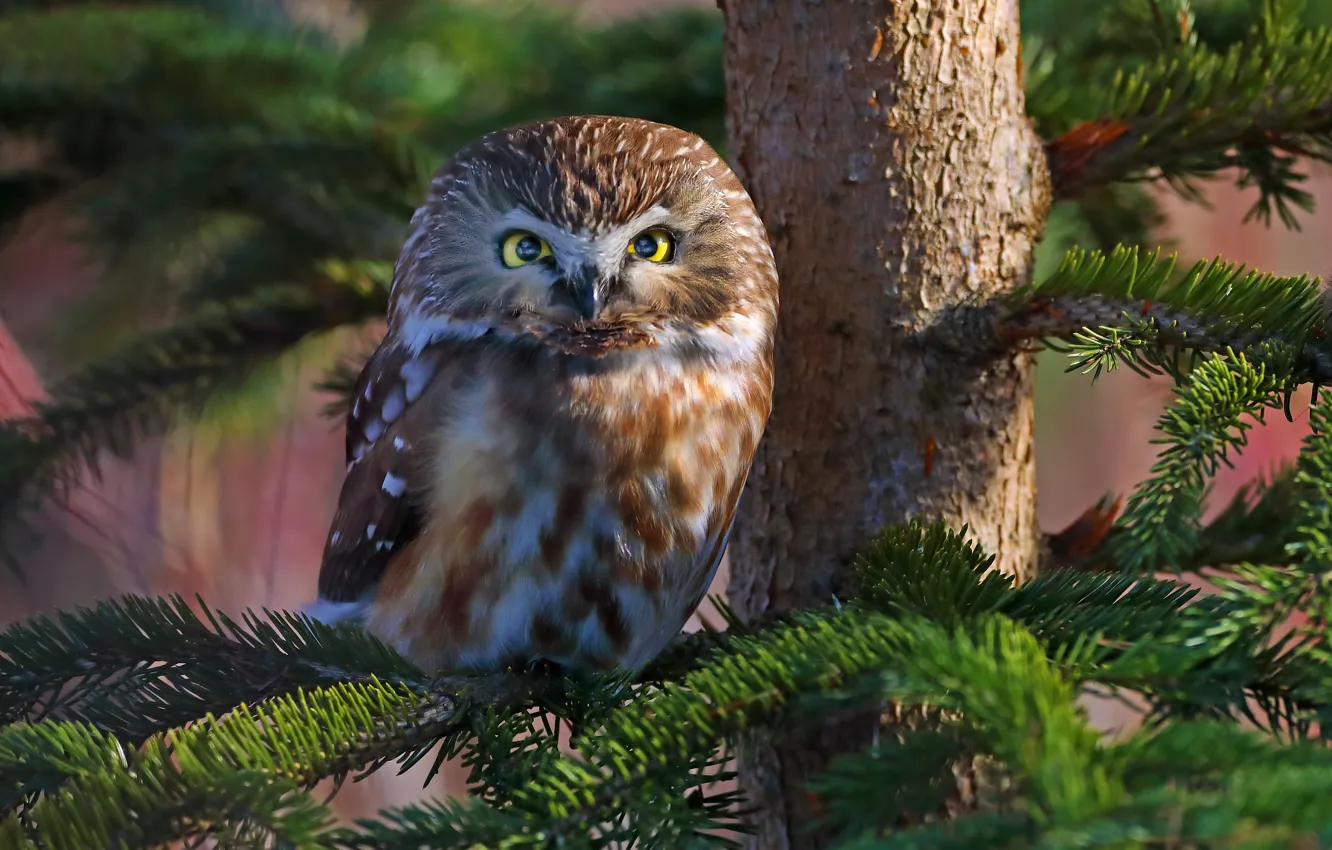 Photo wallpaper branches, tree, owl, bird, spruce, North American boreal owl