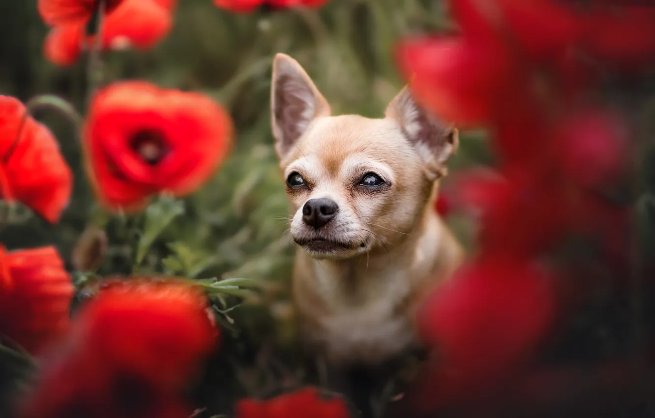 Photo wallpaper look, flowers, nature, pose, Maki, portrait, dog, face