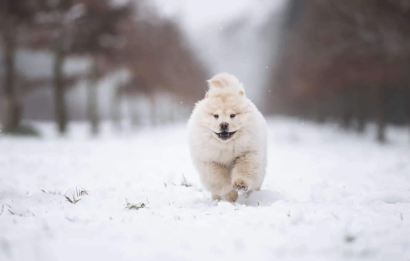 Photo wallpaper winter, forest, white, snow, trees, Park, dog, running