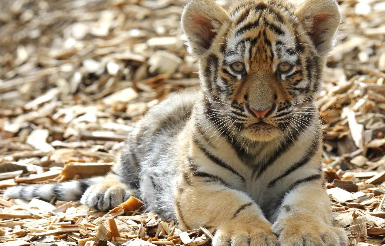 Photo wallpaper look, tiger, paws, cub, kitty, face, wild cat, tiger