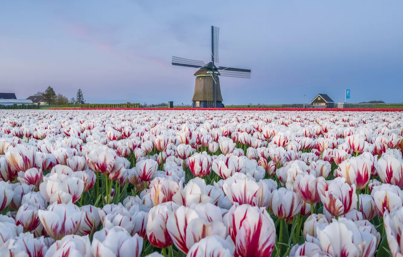 Photo wallpaper field, the sky, flowers, spring, dal, tulips, a lot, field of tulips