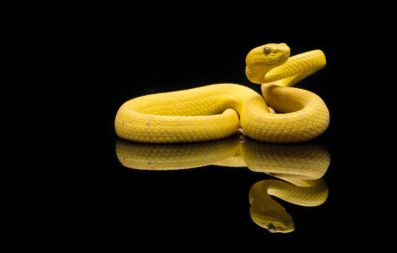 Photo wallpaper look, yellow, pose, reflection, snake, curves, Python, black background