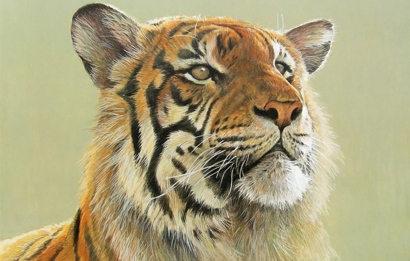 Photo wallpaper tiger, art, big cat, Robert Bateman