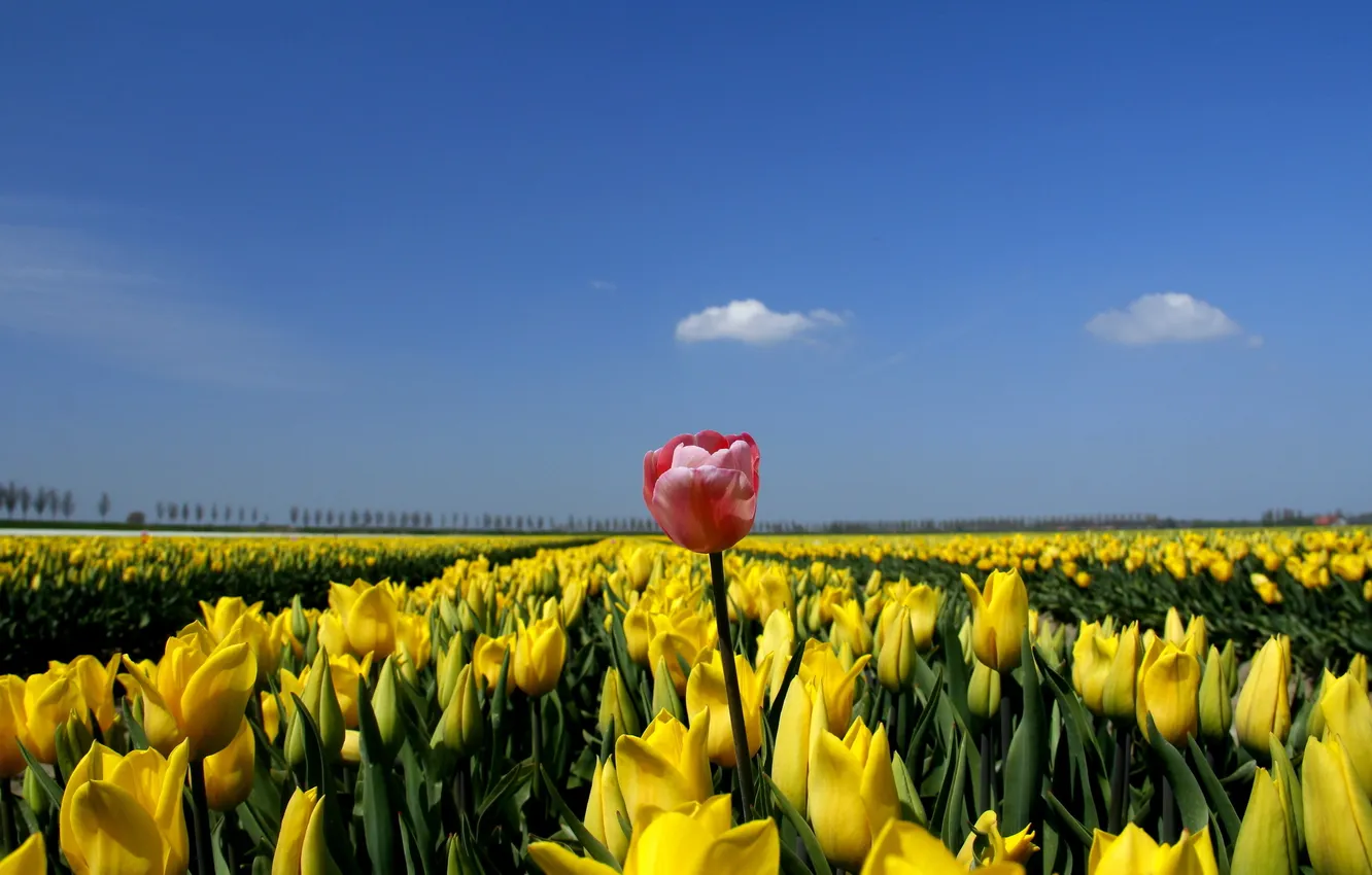 Photo wallpaper flowers, nature, tulips