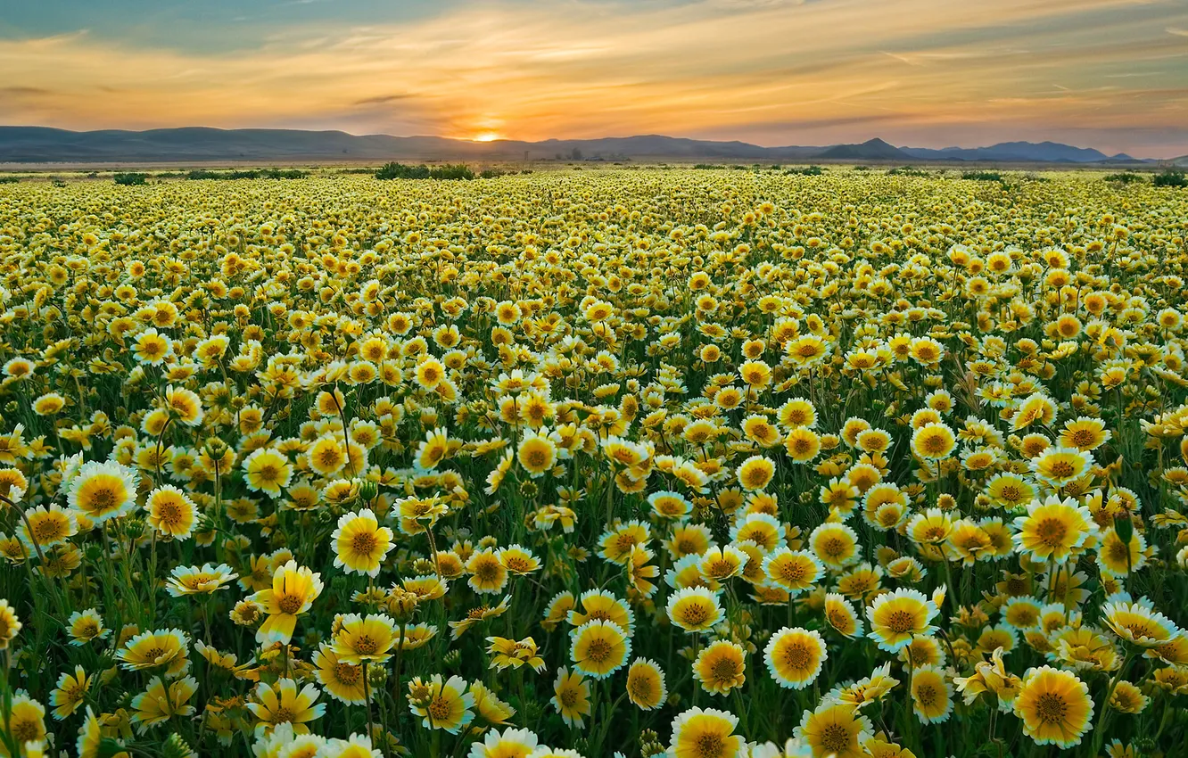 Photo wallpaper sunset, flowers, meadow, Tidy Tips