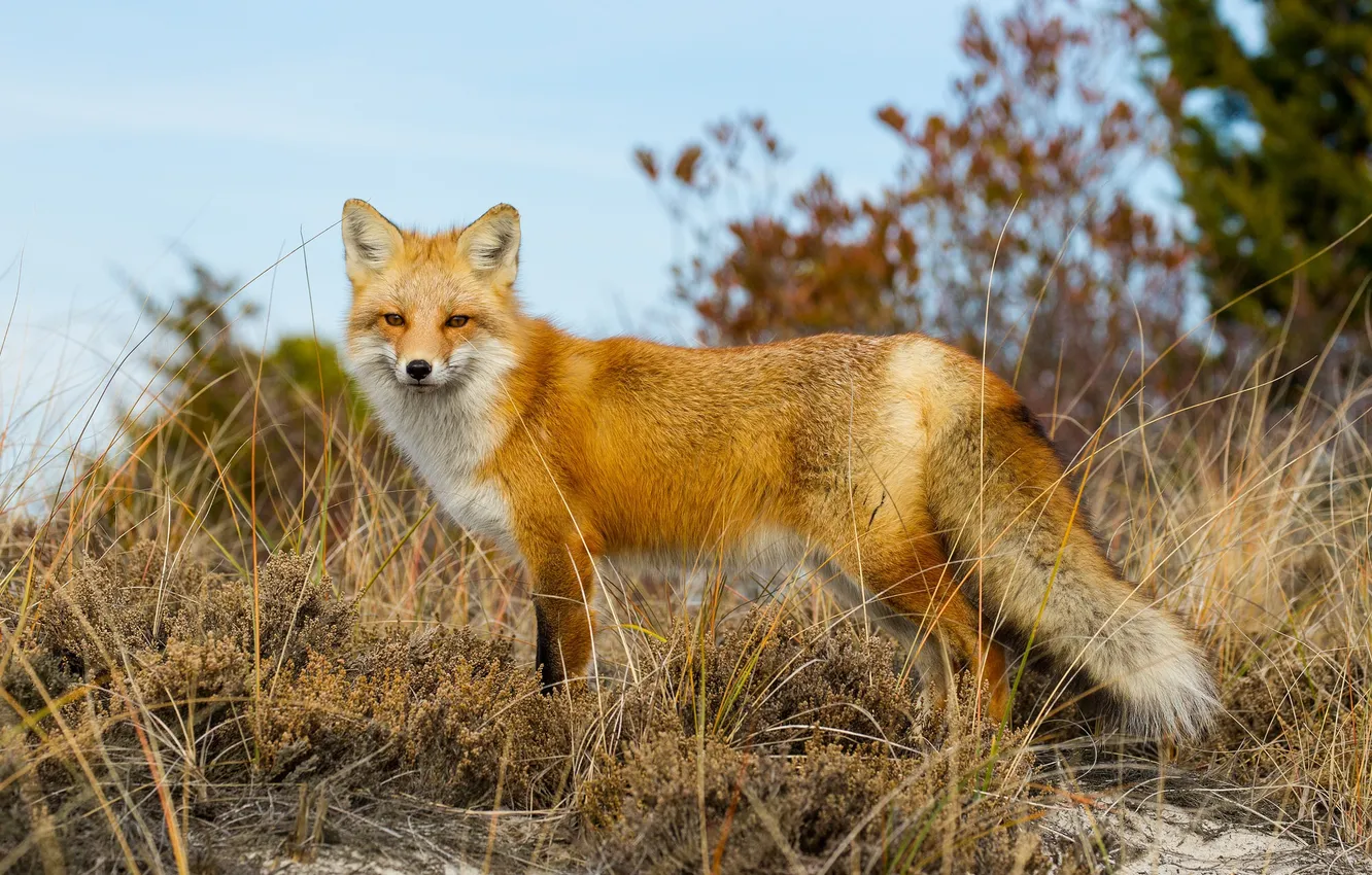 Photo wallpaper the sky, grass, Fox