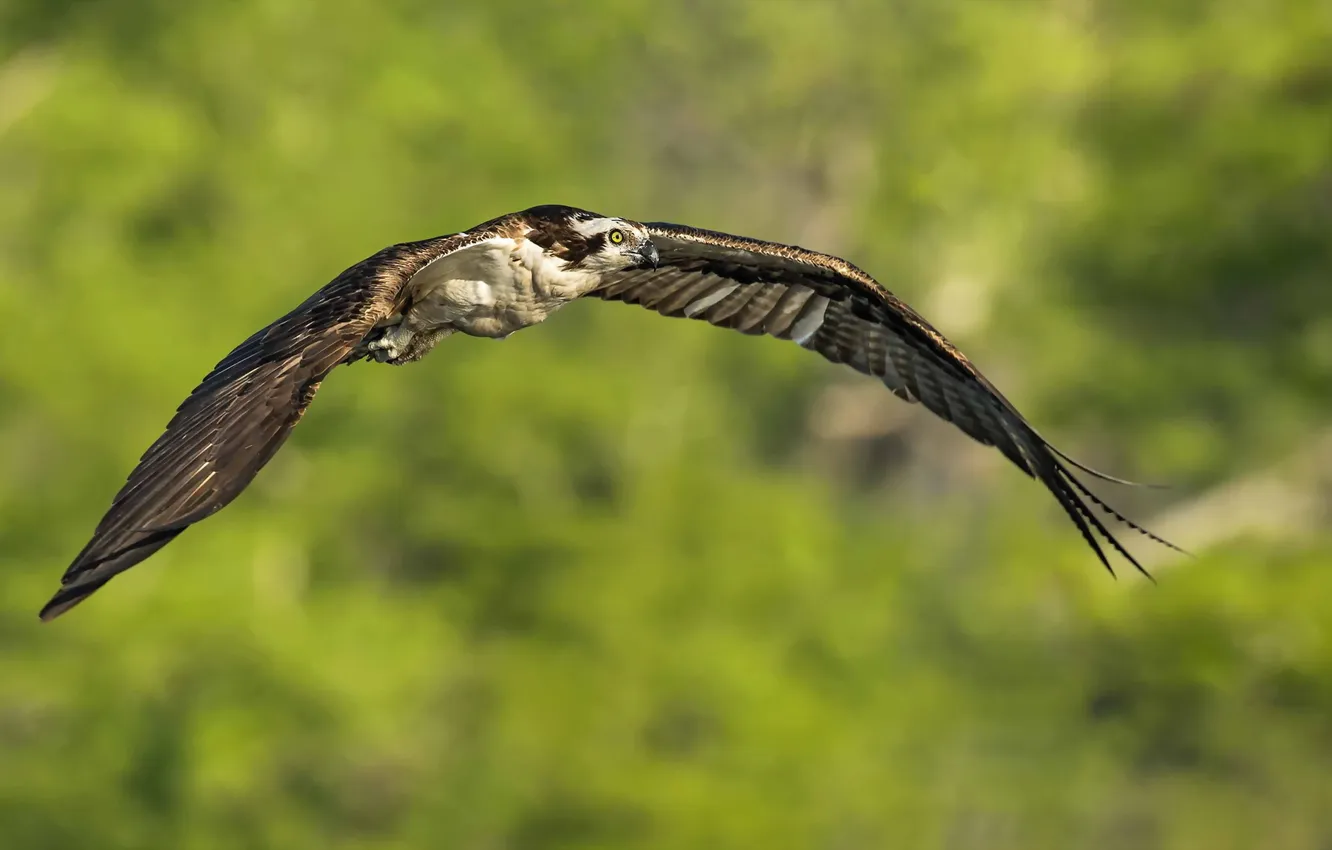 Photo wallpaper nature, bird, Osprey