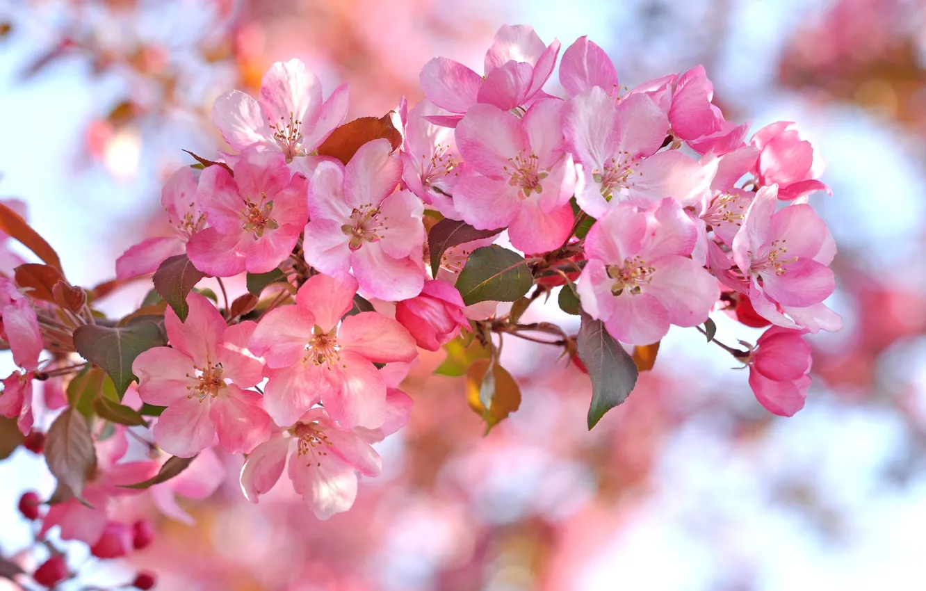 Photo wallpaper branches, spring, petals, garden