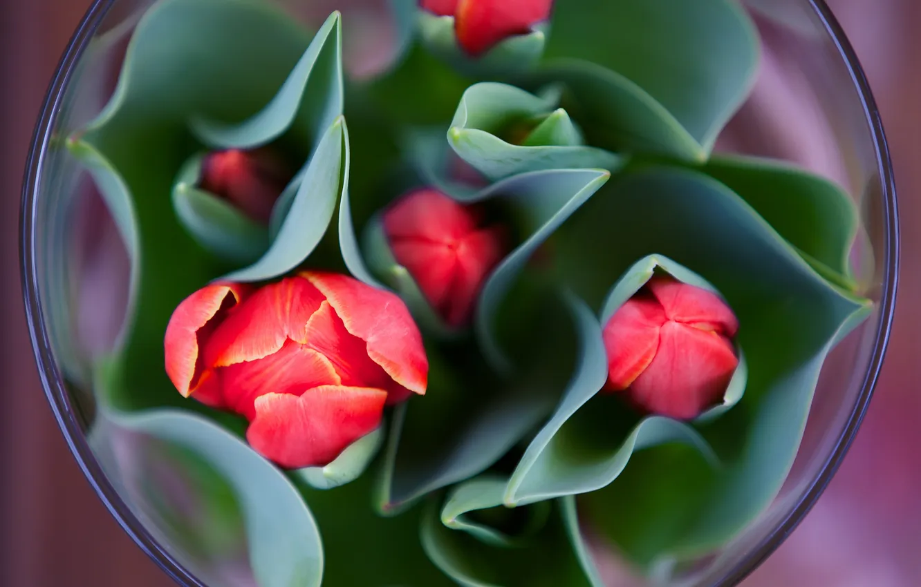 Photo wallpaper flowers, petals, tulips