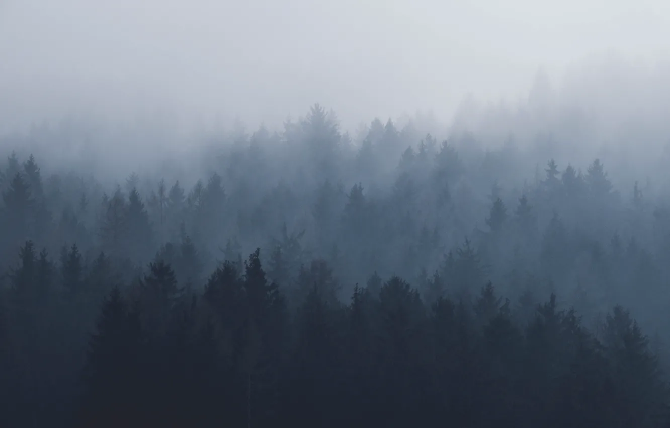 Photo wallpaper forest, the sky, trees, nature, fog, Austria, Innsbruck