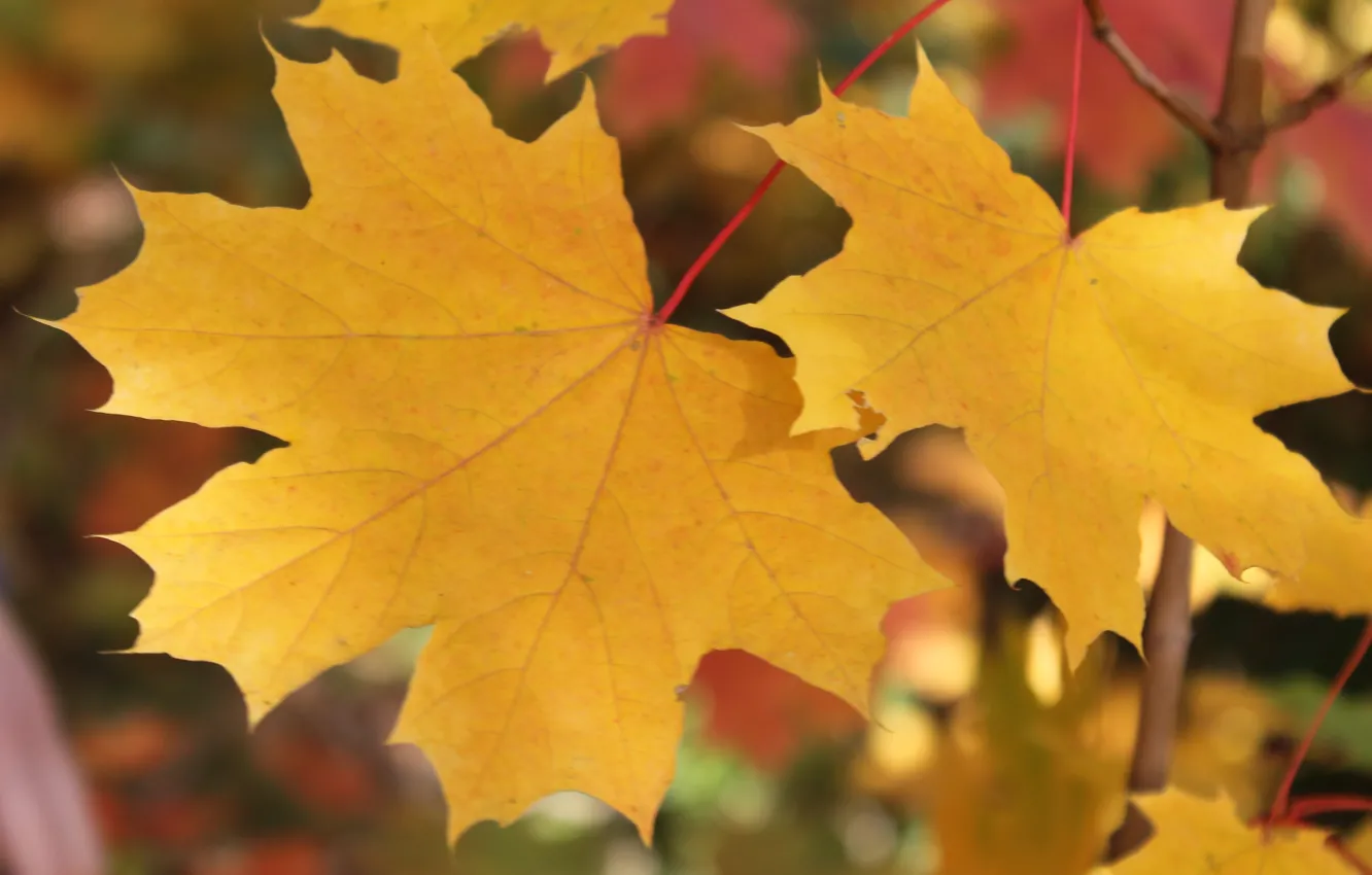 Photo wallpaper autumn, leaves, yellow leaves, maple, maple leaves, Golden autumn