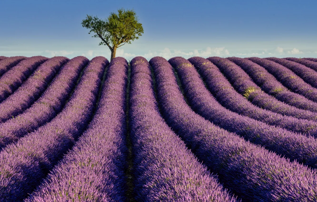 Photo wallpaper summer, the sky, trees, flowers, blue, view, slope, a number