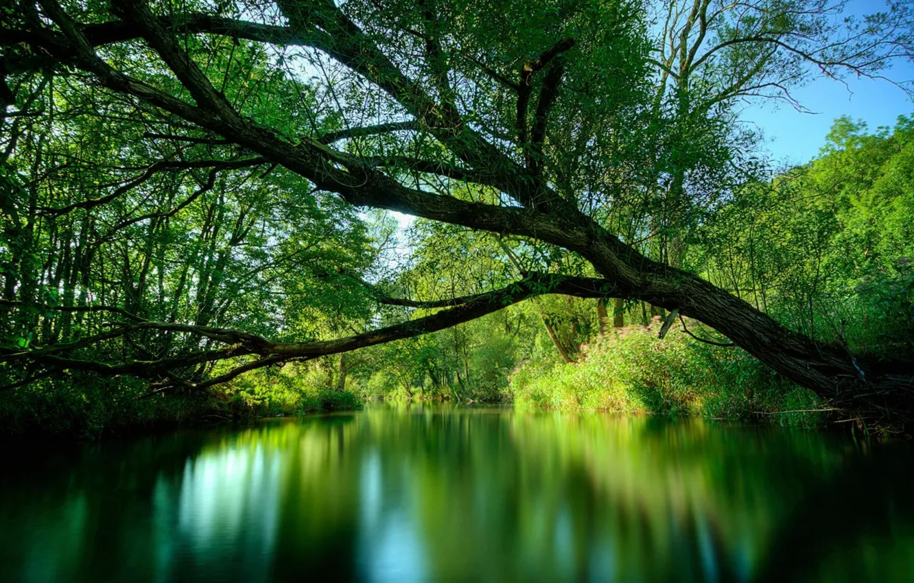 Photo wallpaper greens, forest, the sky, landscape, nature, lake, reflection