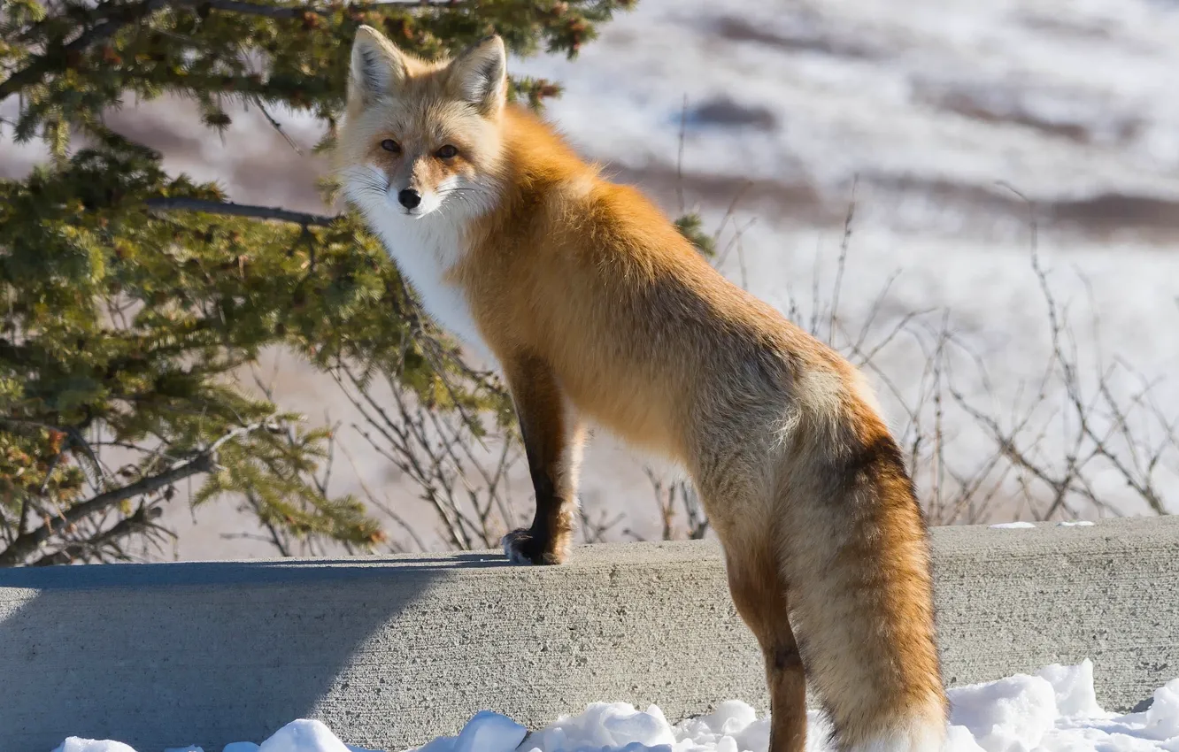 Photo wallpaper winter, look, Fox, red