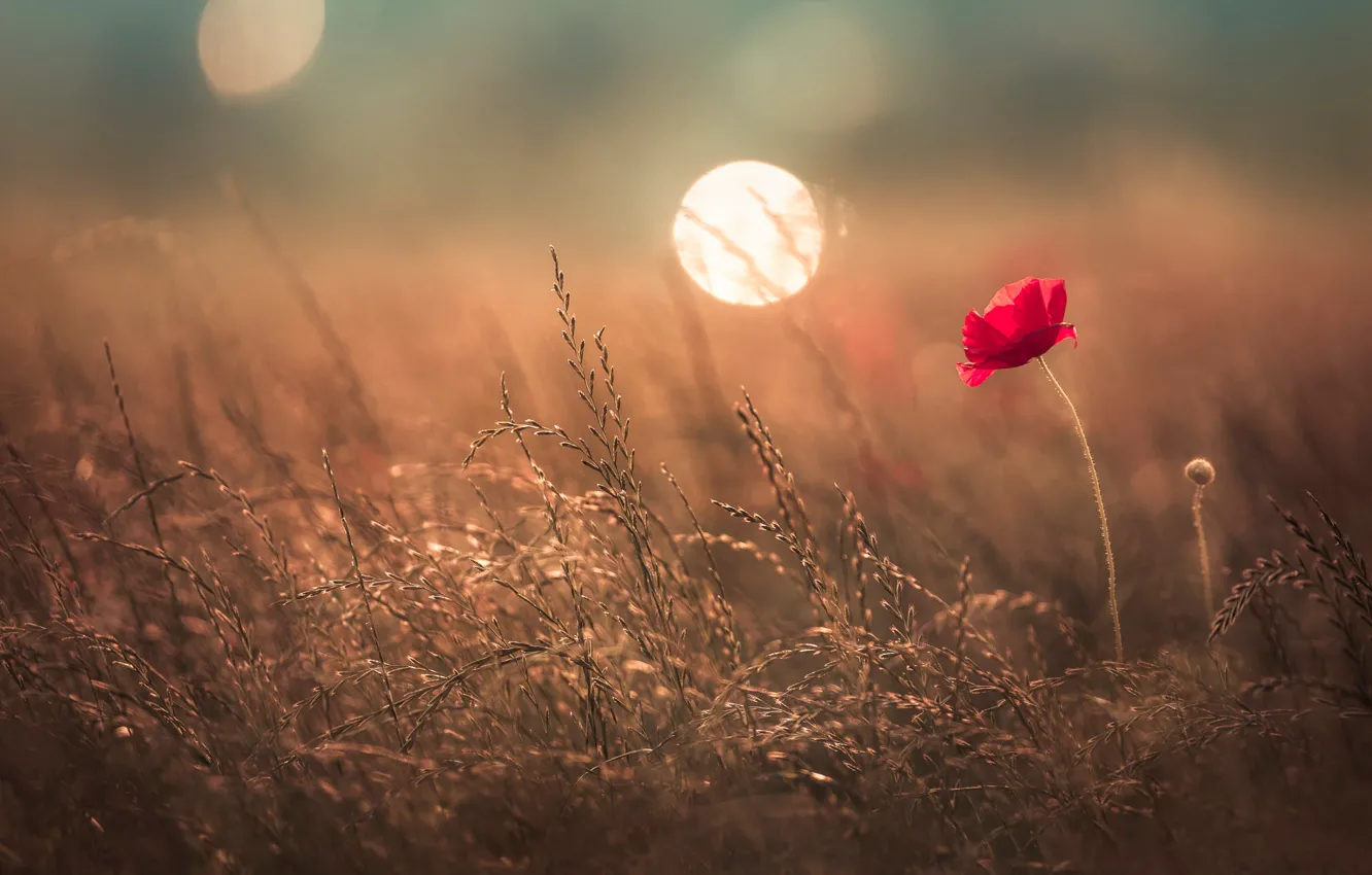 Photo wallpaper field, summer, light, flowers, red, nature, glare, glade