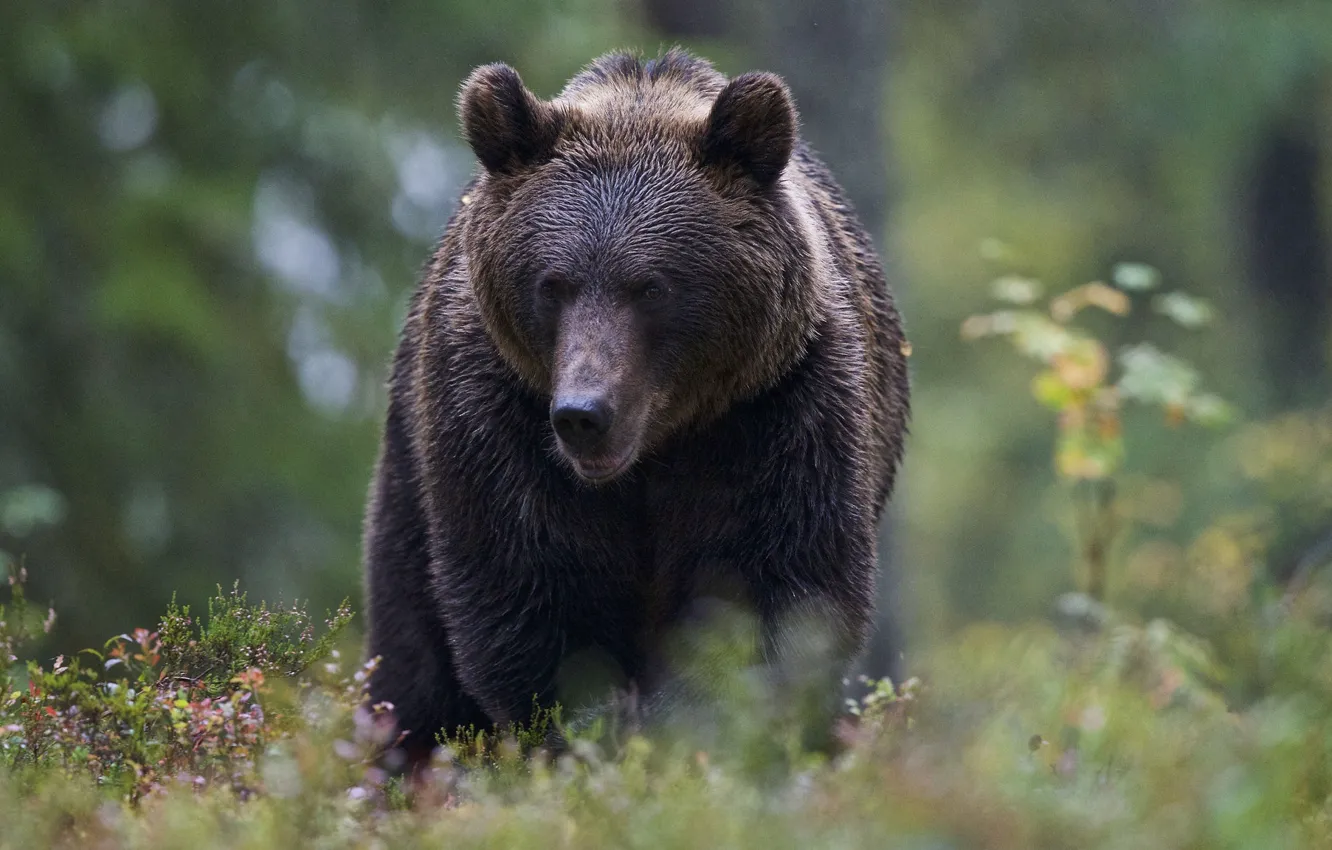 Photo wallpaper forest, bear, bokeh