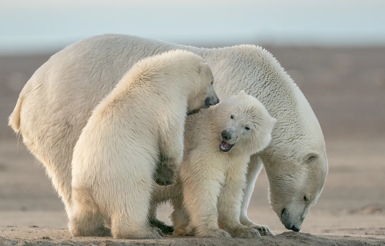 Photo wallpaper pose, bear, bear, polar bears, bear