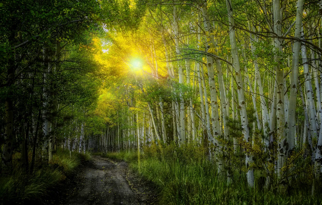 Photo wallpaper road, autumn, forest, leaves, the sun, rays, trees, sunset