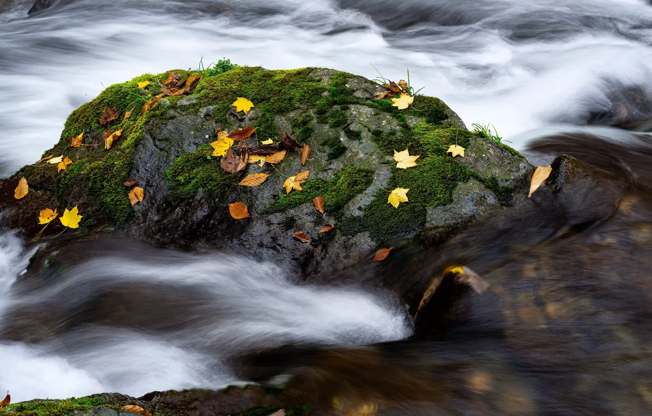 Photo wallpaper autumn, water, stones, moss, pond, autumn leaves