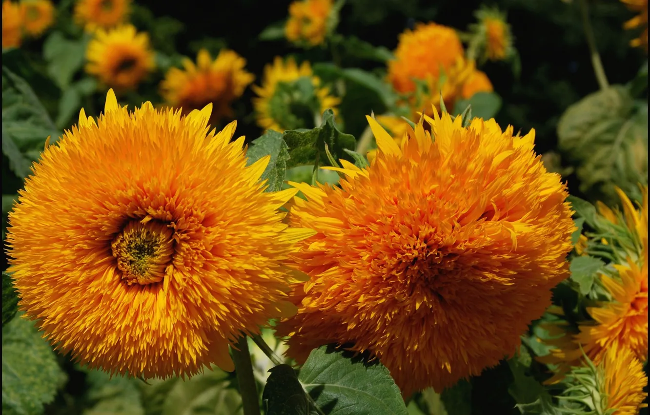 Photo wallpaper field, macro, sunflower, petals