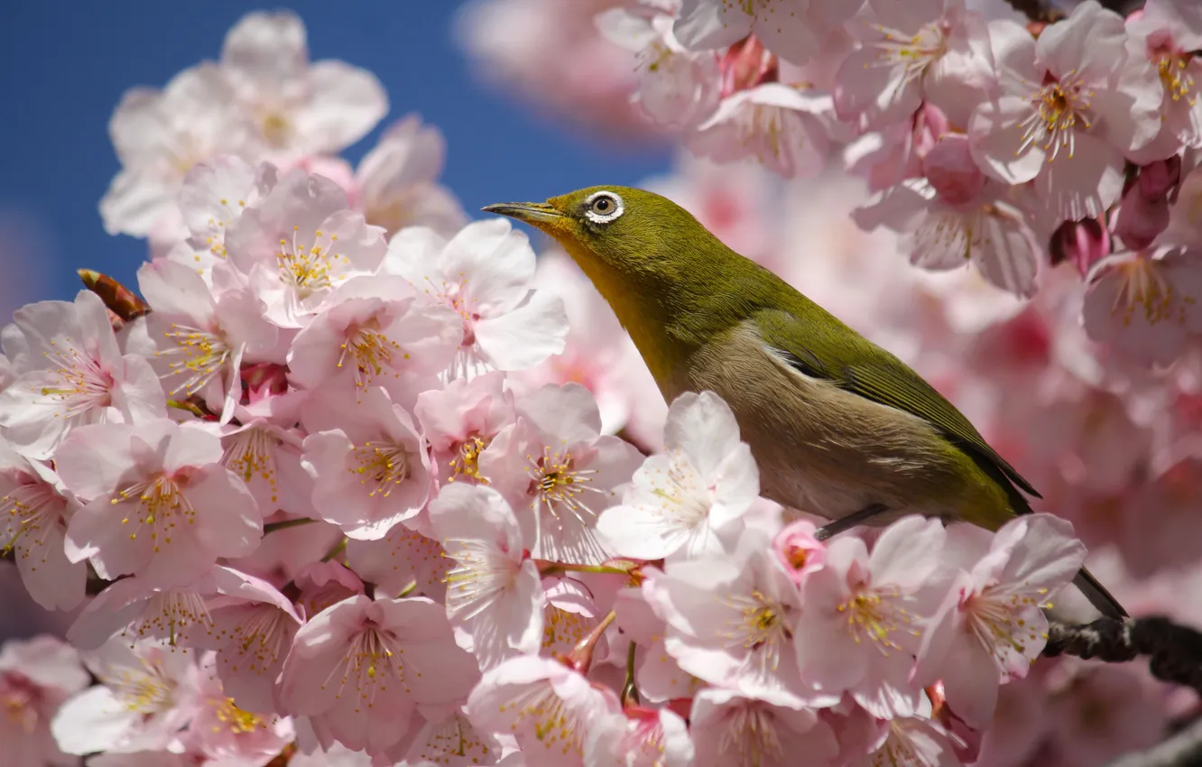Photo wallpaper flowers, bokeh, bird, flowering, branches, spring