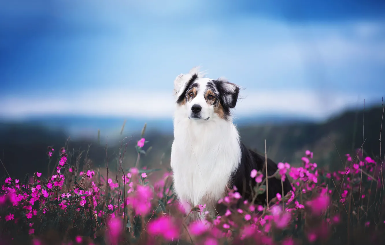 Photo wallpaper field, face, flowers, dog, Aussie