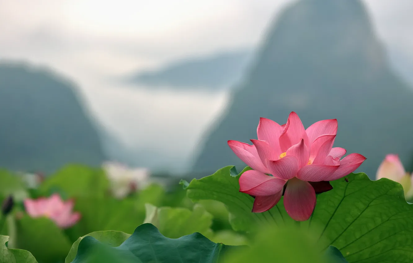 Photo wallpaper nature, petals, Lotus, flowering, bokeh