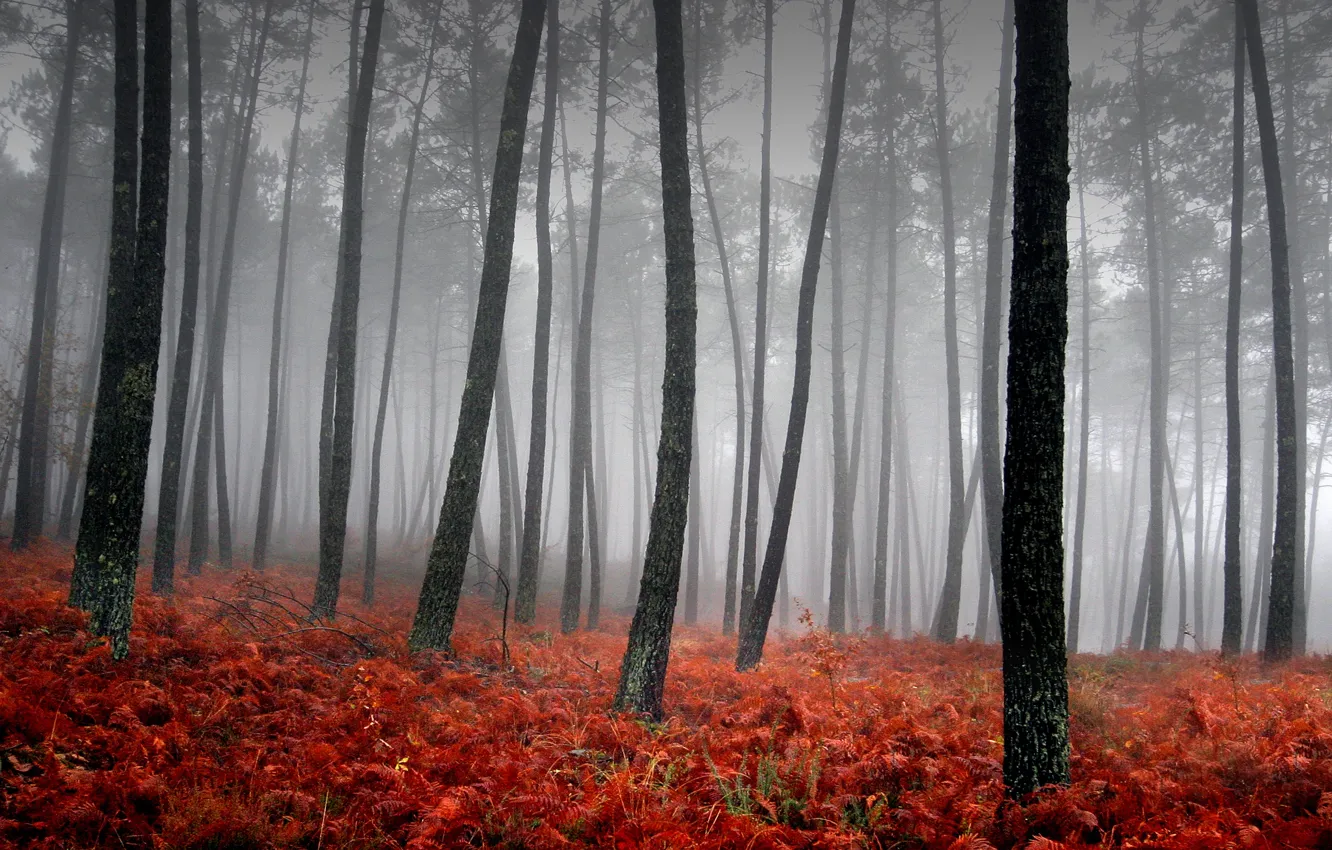 Photo wallpaper grass, trees, red, fog