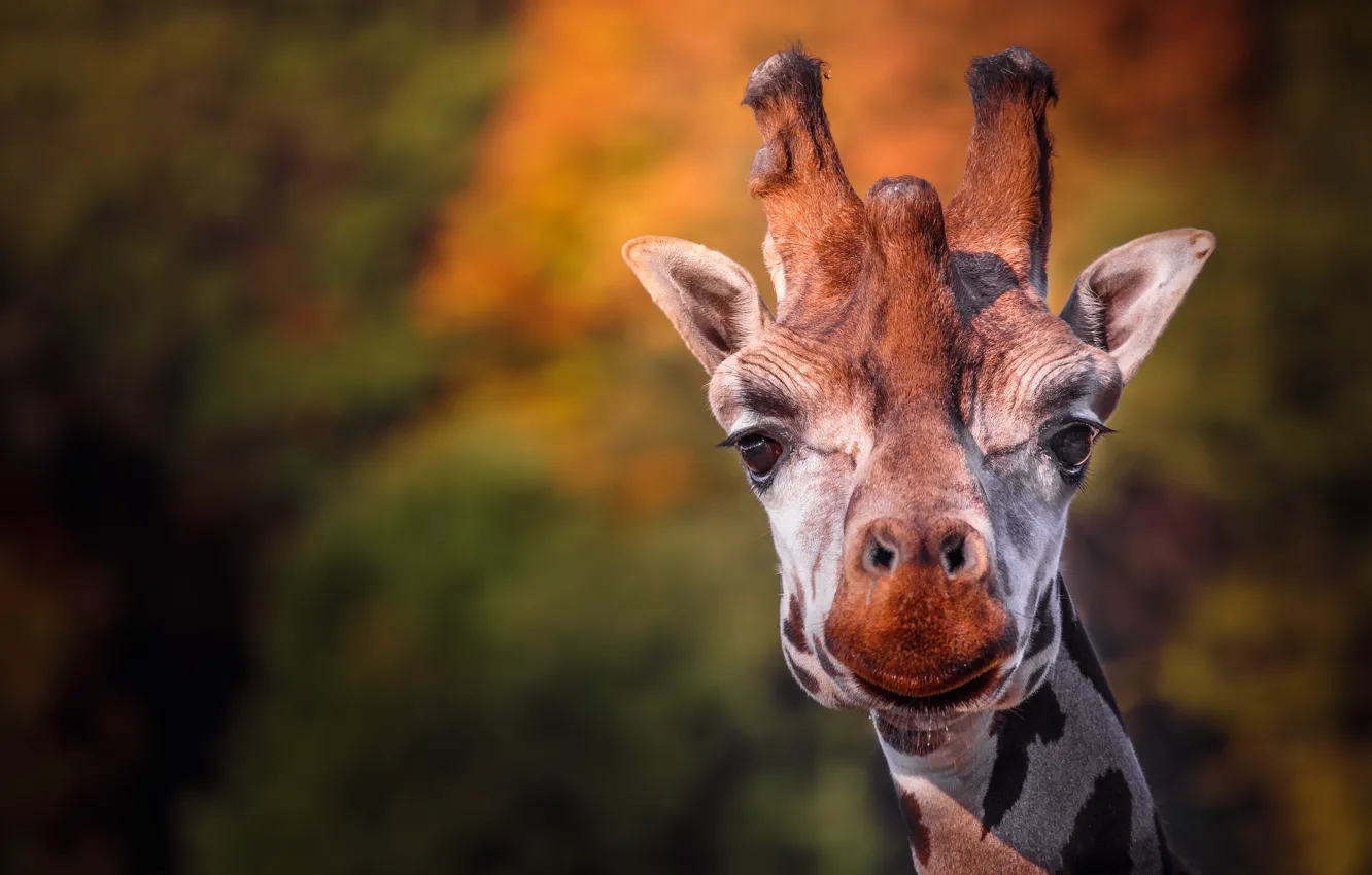 Photo wallpaper look, nature, portrait, giraffe
