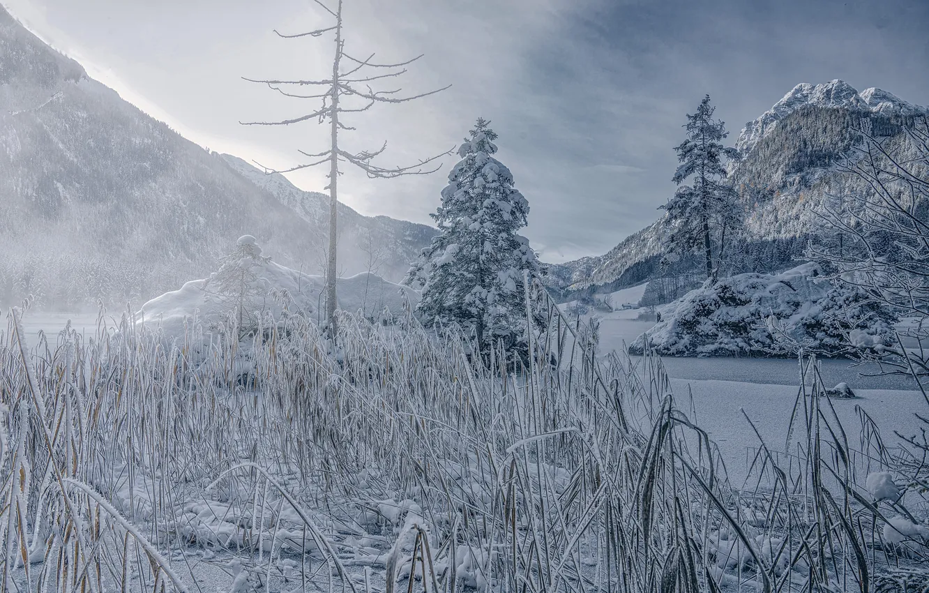 Photo wallpaper winter, frost, field, forest, clouds, snow, trees, mountains