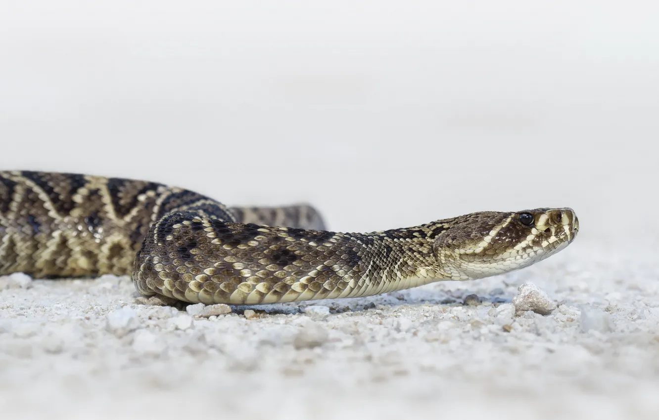 Photo wallpaper nature, background, snake