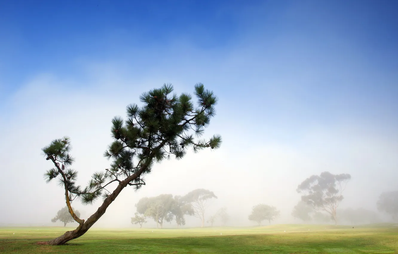 Photo wallpaper field, fog, tree