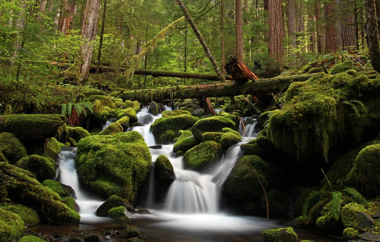 Photo wallpaper forest, water, trees, green, river, stones, moss