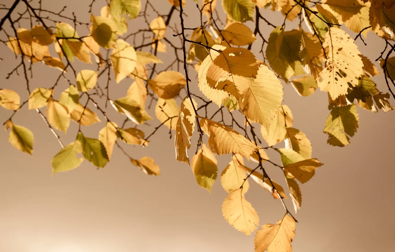 Photo wallpaper autumn, leaves, nature, nature, autumn, leaves, 2560x1600