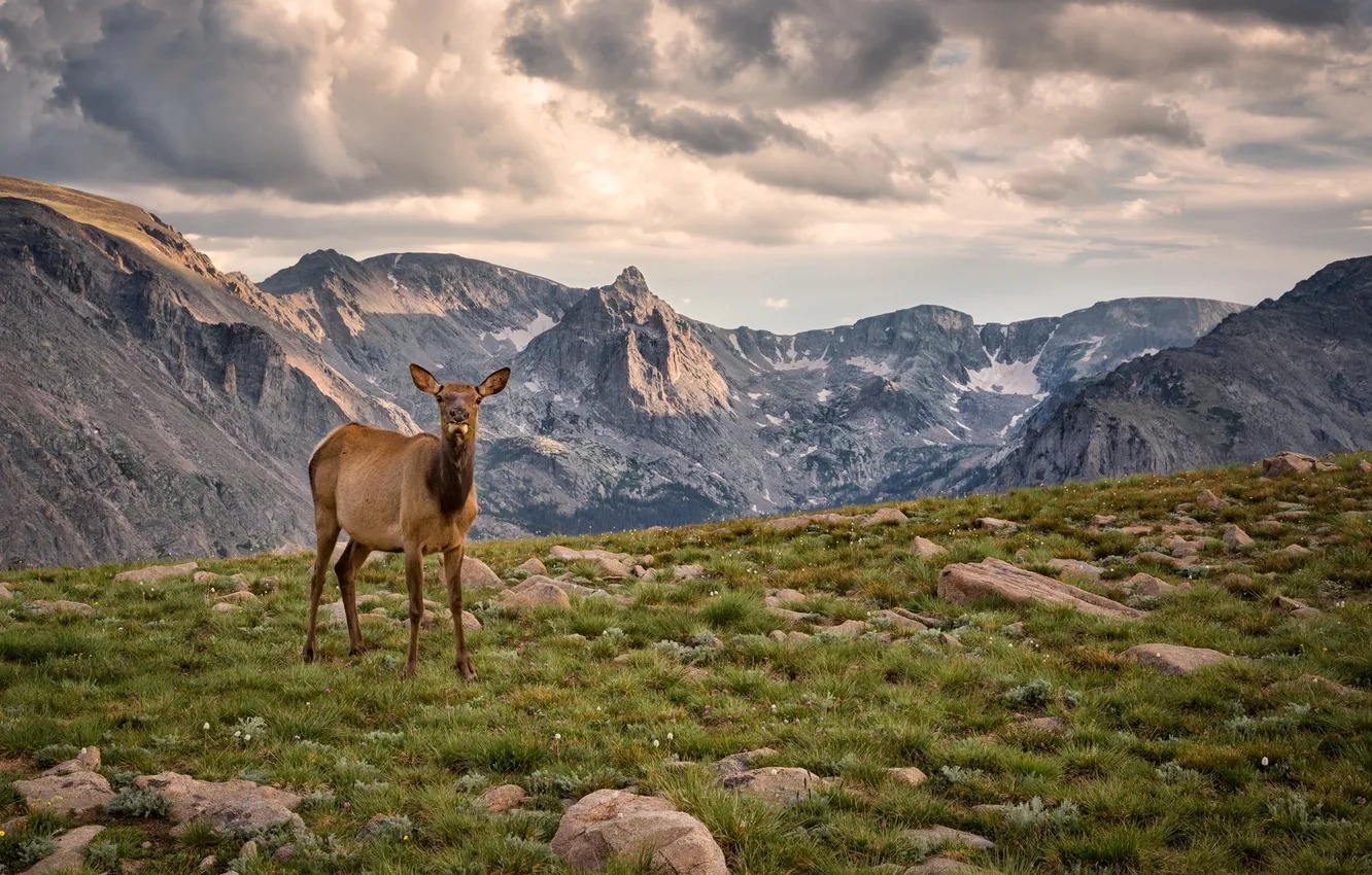 Photo wallpaper grass, clouds, mountains, tops, pasture, moose, plateau, Colorado