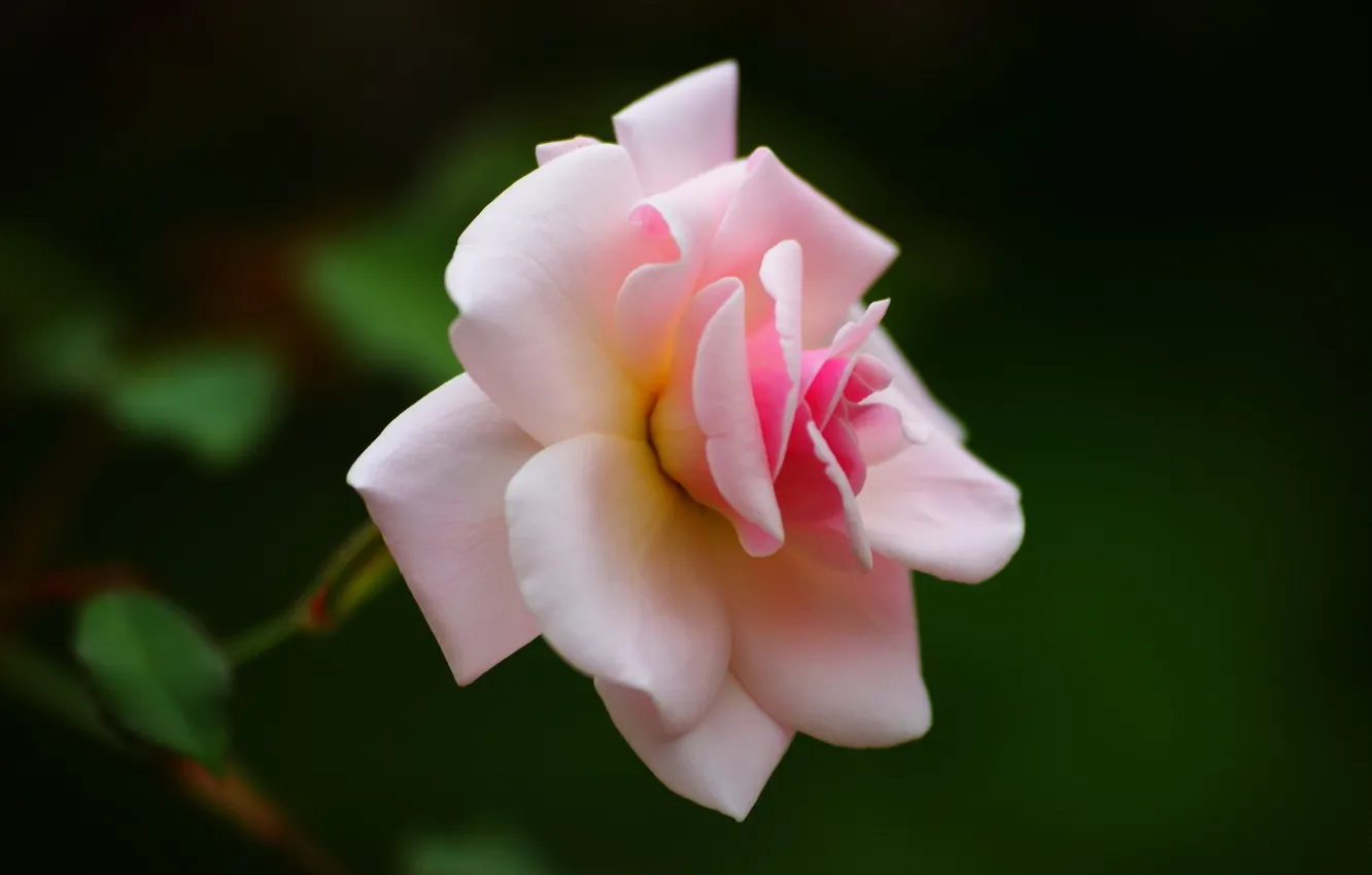 Photo wallpaper macro, green, roses, pink, leaves