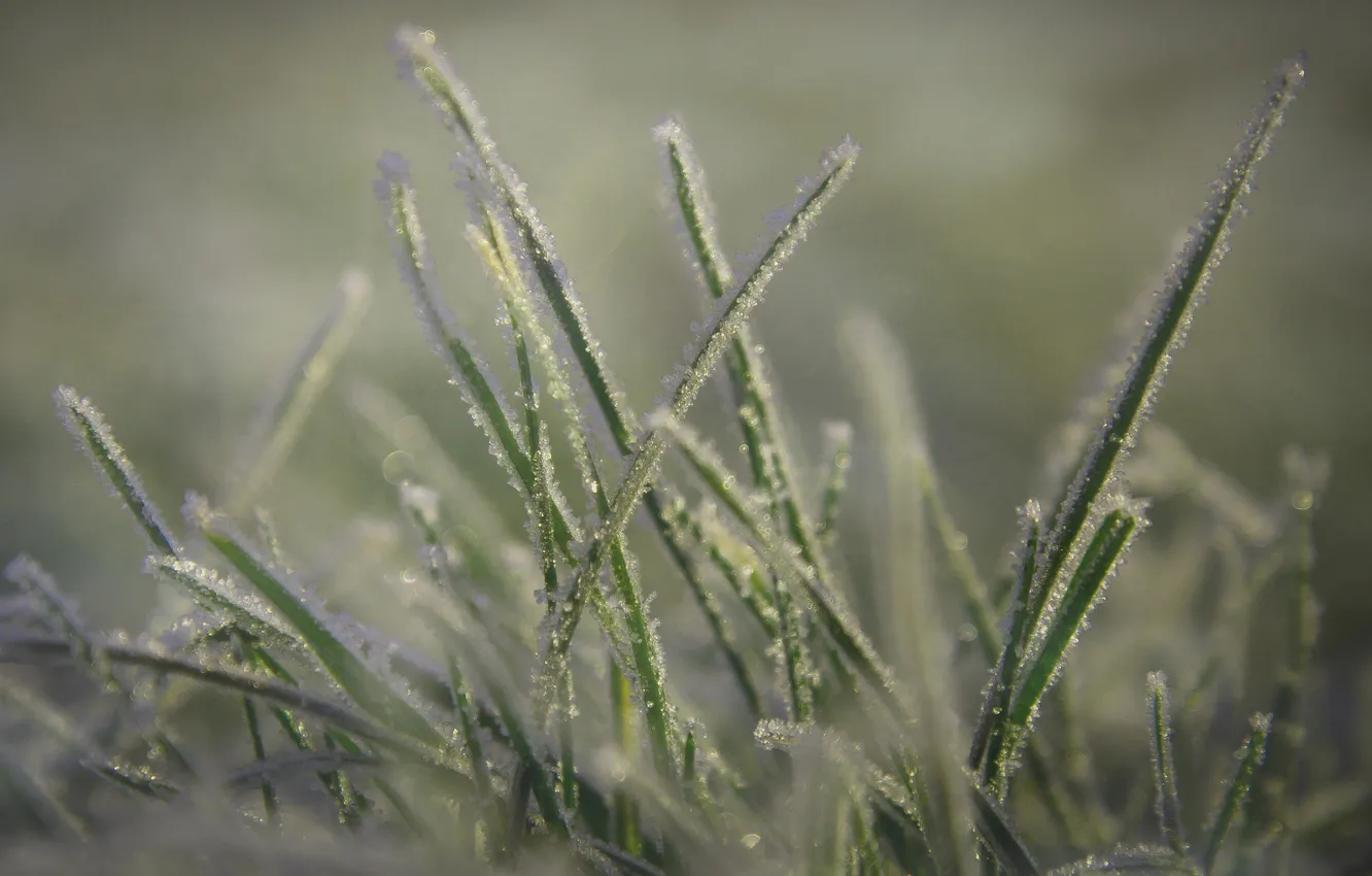 Photo wallpaper grass, macro, frost