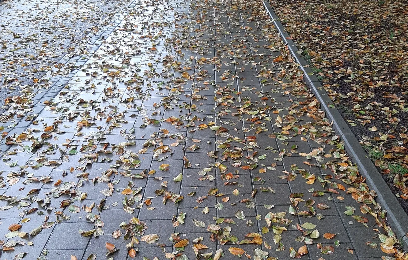 Photo wallpaper Leaves, Rain, walkway