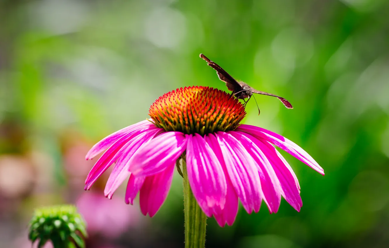 Photo wallpaper flowers, butterfly, petals, moth, Echinacea