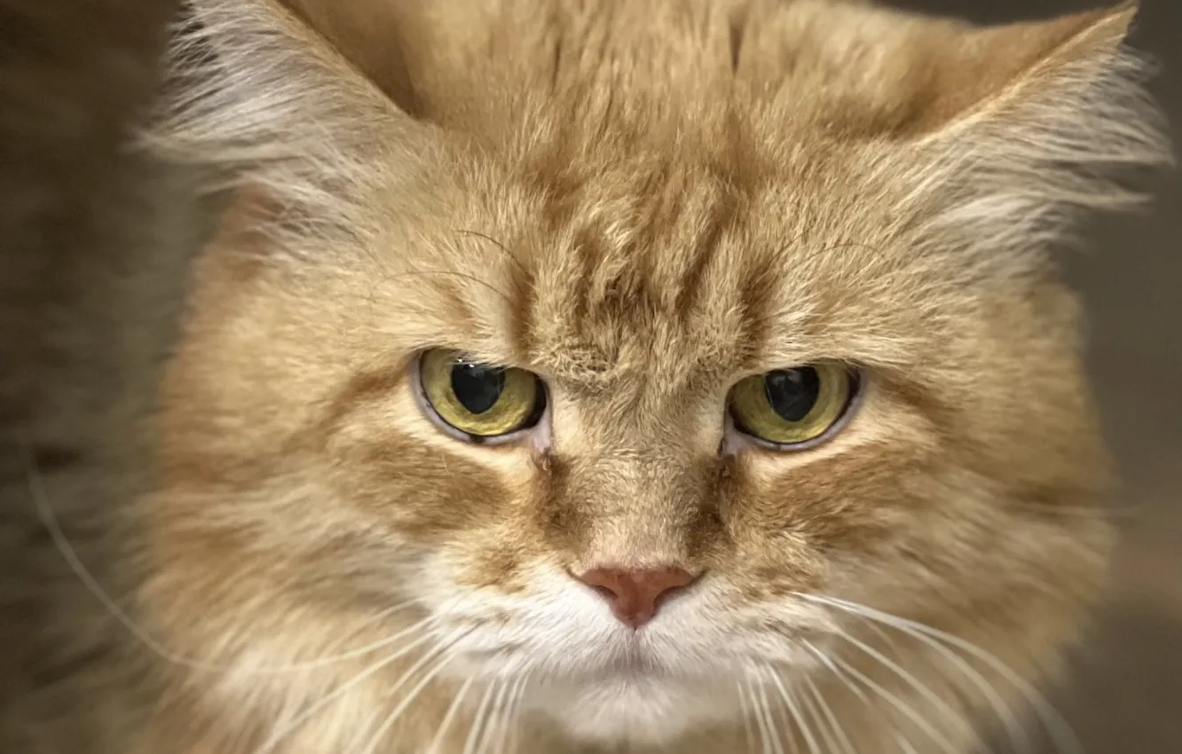 Photo wallpaper cat, Marquis, Pechora