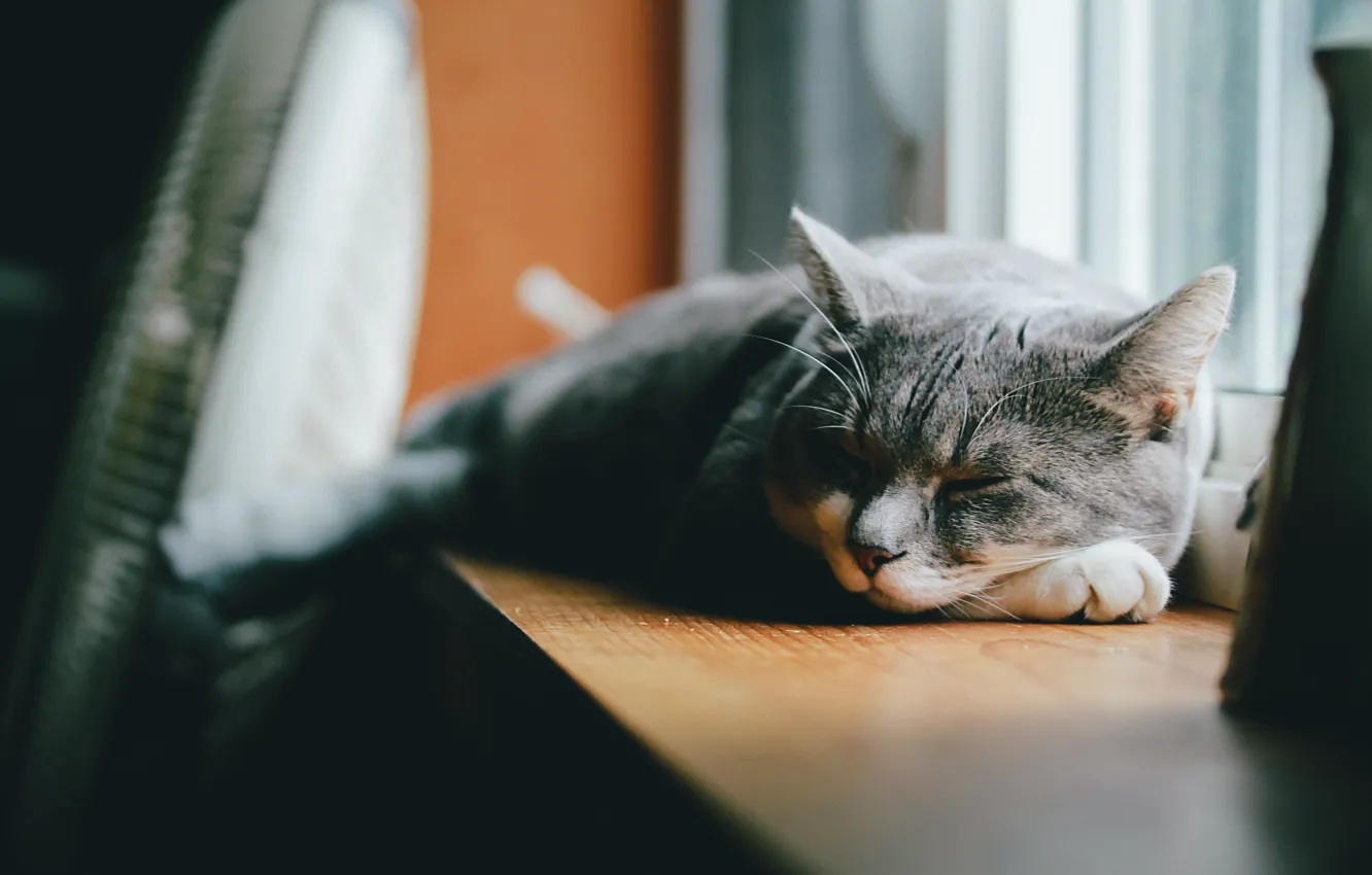 Photo wallpaper cat, grey, wool, sleeping, lies