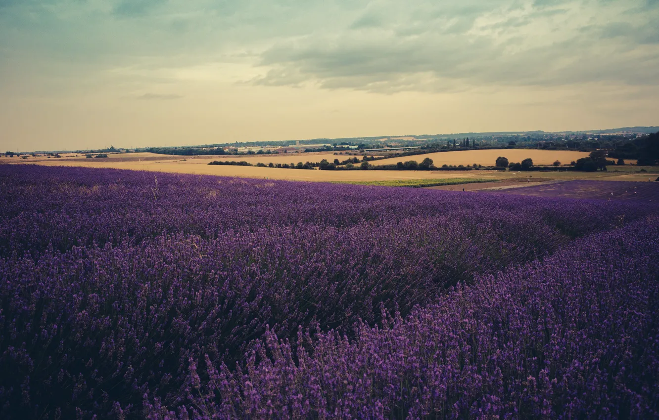 Photo wallpaper lavender, plantation, lavender field