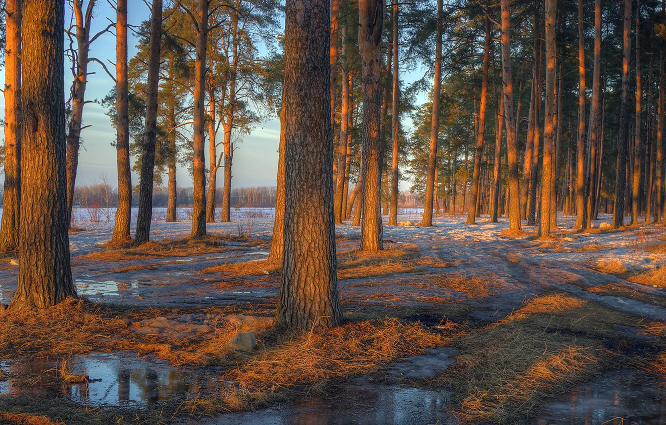 Photo wallpaper forest, water, snow, trees, sunset, spring