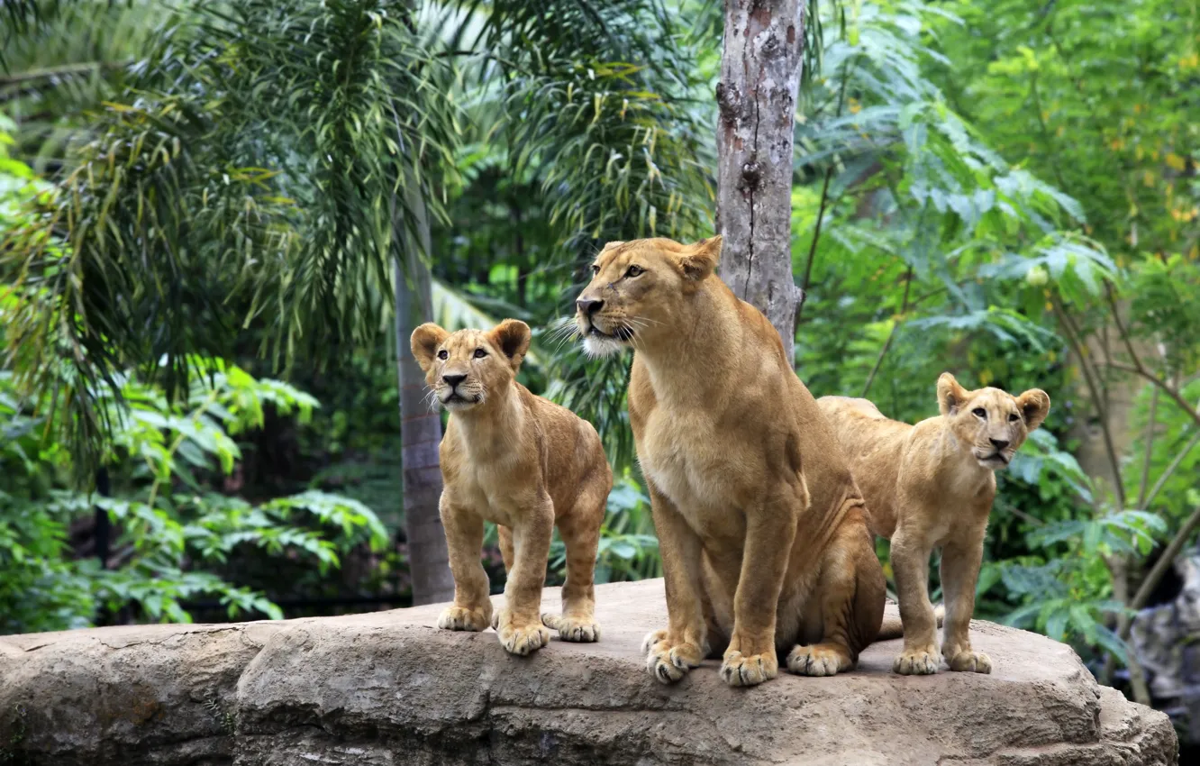 Photo wallpaper cats, nature, tree, stone, Leo, family, the cubs, lioness