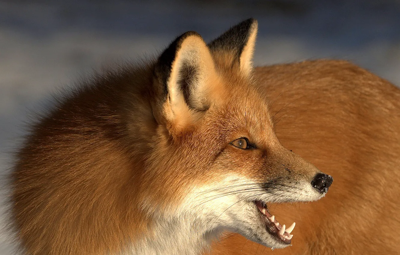 Photo wallpaper face, Fox, red
