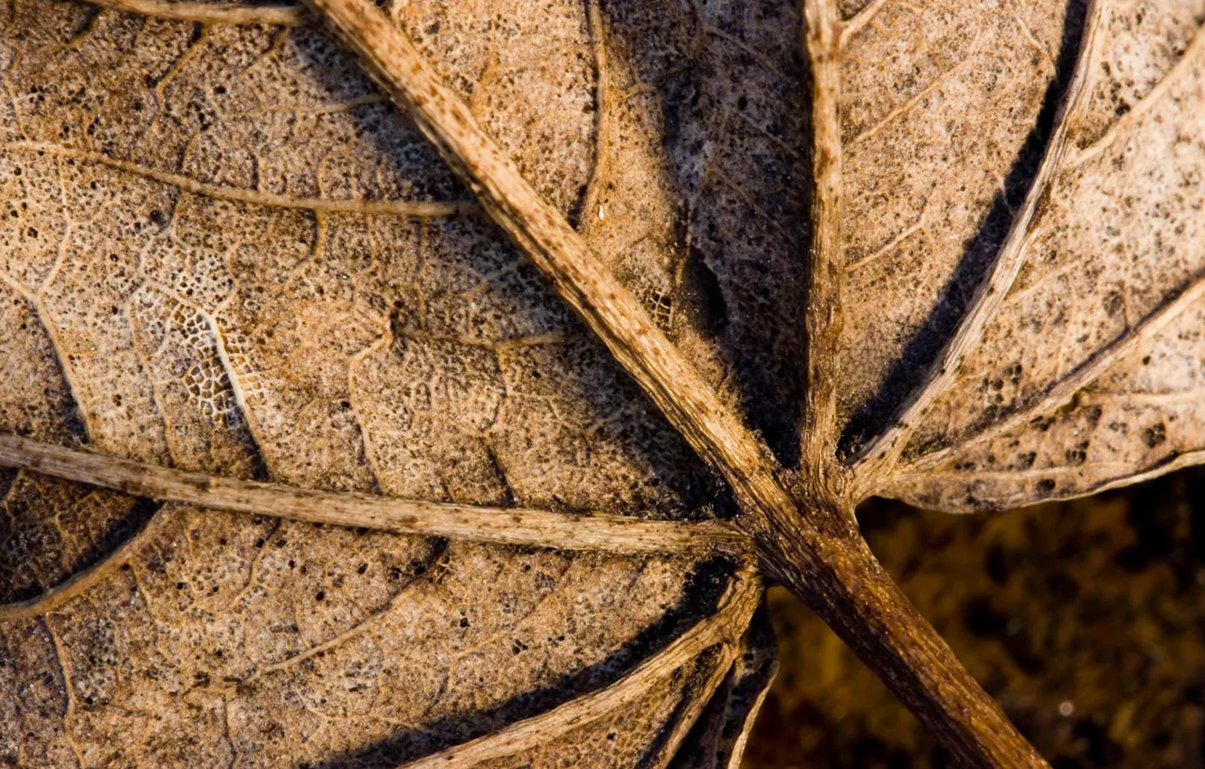 Photo wallpaper leaves, macro, dry