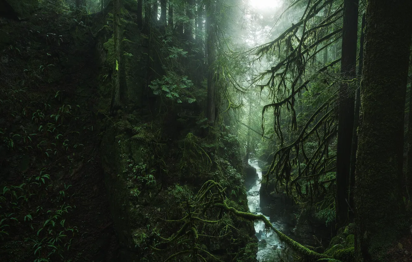 Photo wallpaper forest, trees, nature, Canada, river, West Vancouver